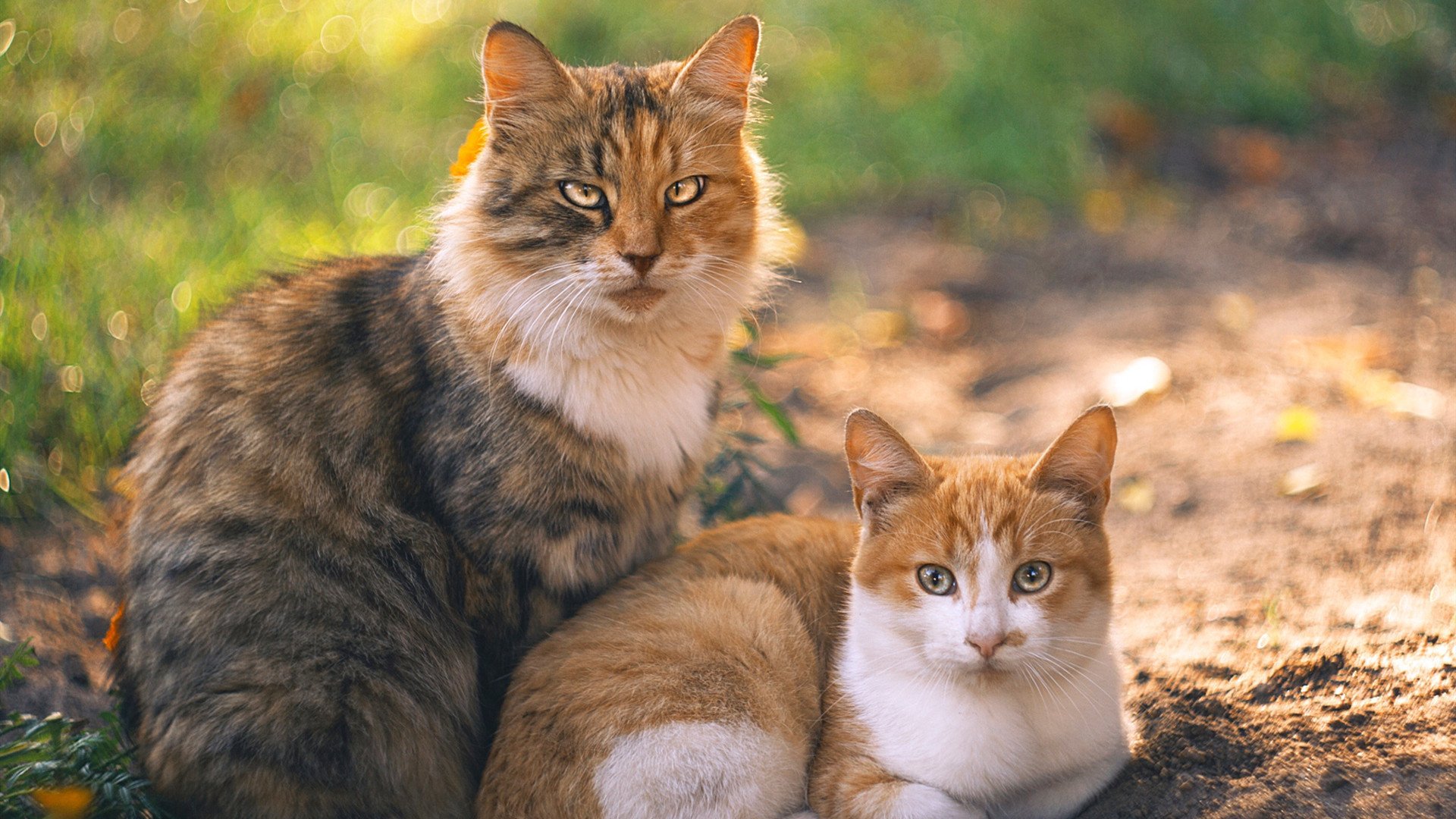 京多安独闯龙潭连斩关键分,西班牙窒息式封锁掐灭厄瓜多尔生机