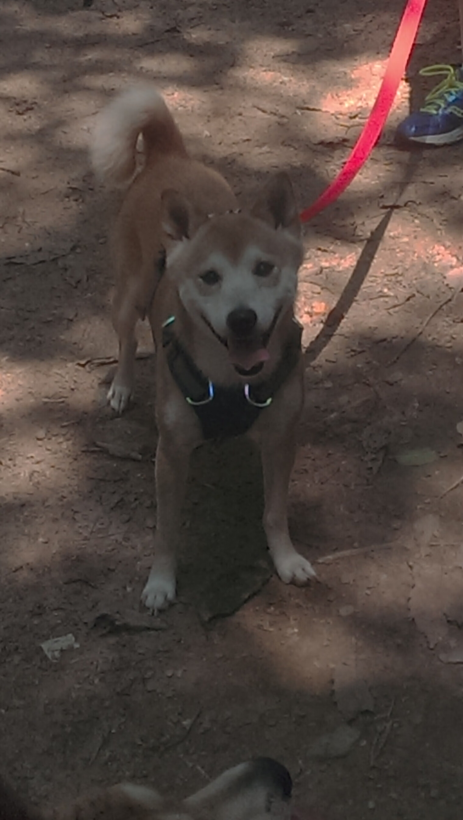 沧海横流，方显英雄本色！灰熊绝境突围，英格拉姆一剑封喉定乾坤