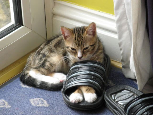 杜兰特狂飙40分率灰熊逆转，上海队惜败但展现实力